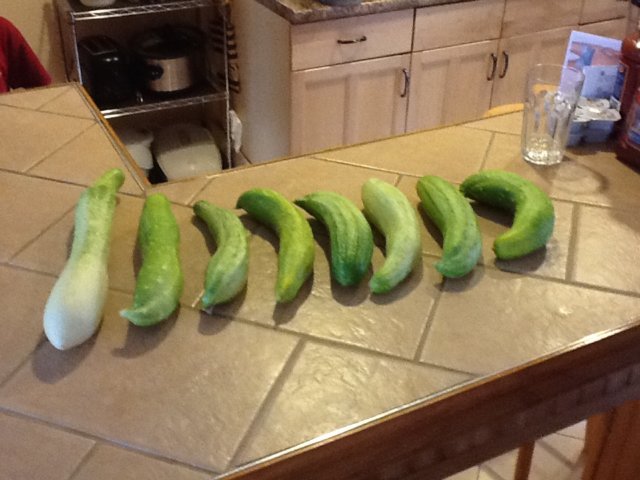 july8firstcucumbercrop.jpg