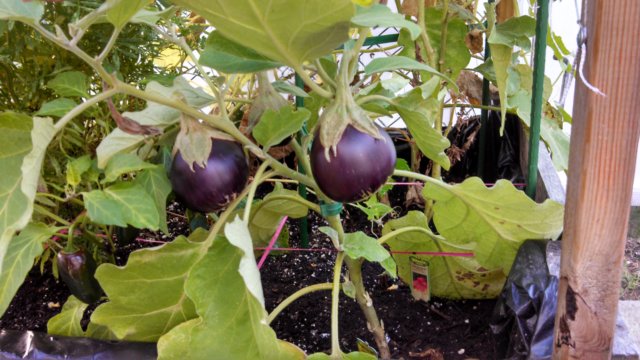 august15eggplantsdevelopingnicely.jpg